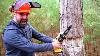 Testing The Smallest Chainsaw On Amazon Felling A Huge Tree